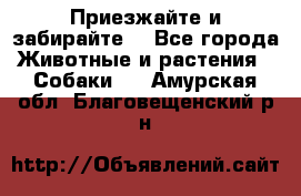 Приезжайте и забирайте. - Все города Животные и растения » Собаки   . Амурская обл.,Благовещенский р-н